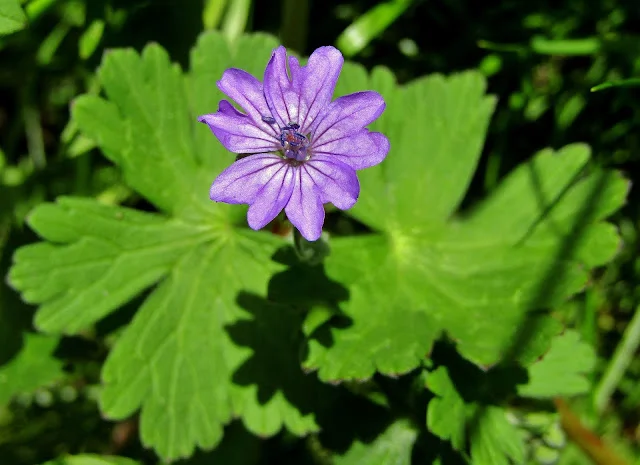 Wild-Mallow